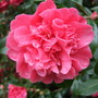 Camellia at Holbrook Garden