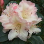 Rhododendron at Holbrook Garden