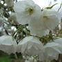 Blossom at Holbrook