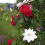 rose and clematis