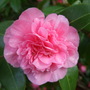 Camellia bloom at Holbrook