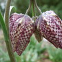 Fritillaries at Holbrook