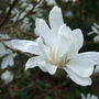 Magnolia stellata bloom at Holbrook.