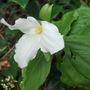 Trillium at Holbrook