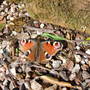 Peacock butterfly at Holbrook
