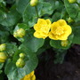 Ranunculus at Holbrook.