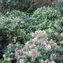 Skimmias at Holbrook