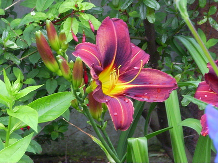 Hemoracalis (Day Lily)