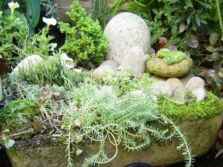The stone alpine trough. (Sempervivum tectorum (Common Houseleek))