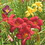 Daylily_red_velvet_7-18-06_med