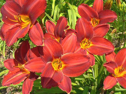 Unknown Red Velvet Daylily Closer (Hemerocallis)