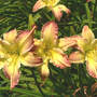 Daylily_mauve_yel_7-07-06_med