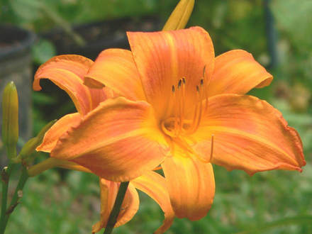 Daylily Rocket City (Hemerocallis)