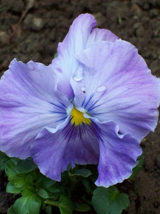 Wet Petals ....