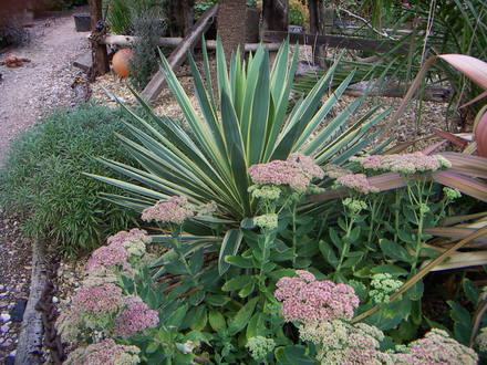 A garden flower photo