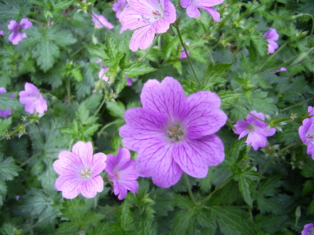 Geranium