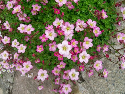 Saxifraga - full bloom (Saxifraga x arendsii)