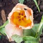 Fur Elise (tulipa greigii)