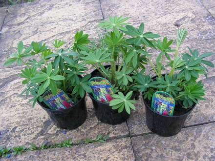 MORE BARGAINS -----------LUPINS ----------£1.50 EACH