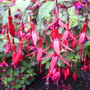 Fuschia (Magellanica) (Fuchsia magellanica)