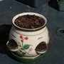 Kitchen herbs