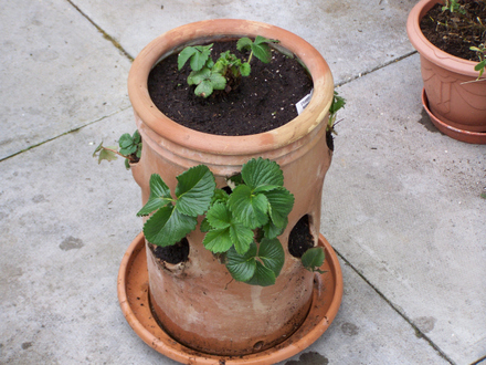 Strawberry Pot