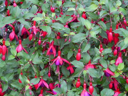 Fuschia (Mrs Popple)