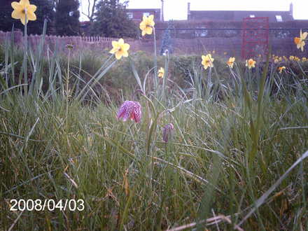 Fritillaria meleagris (Fritillaria meleagris)