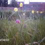 Fritillaria meleagris