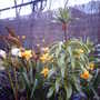 Fritillaria imperalis