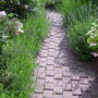 Lavender Path