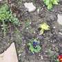 Loads of weeds:(