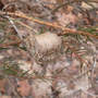 Mantis_praying_cocoon_4-03-08_from_linda_med