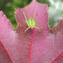 Katydid_look_at_me_fullvw_8-12-05_exc_med