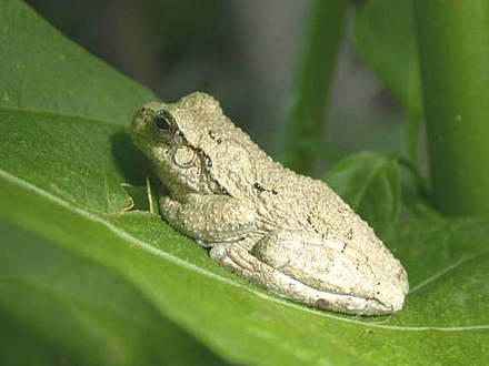 Common Gray Treefrog 