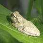 Treefrog_common_gray_resting_brug_2nd_day_7-25-02_med