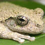 Treefrog_common_gray_head_excellent_7-24-02_med