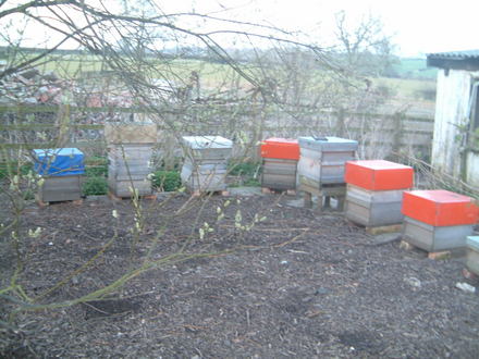 bee hives