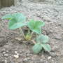 Dscf0027