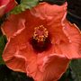 Summer colour