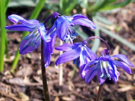 Siberian Squill (Scilla siberica)