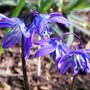 Scilla siberica