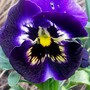 purple pansy (viola)