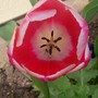 tulip43.jpg (Tulipa acuminata (Tulip))