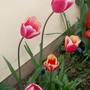 tulip44.jpg (Tulipa acuminata (Tulip))