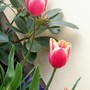 Tulip45