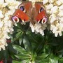 buterfly2.jpg