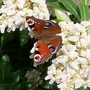 butterfly1.jpg