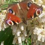 Borris the butterfly