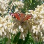 butterfly4.jpg